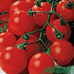 САДОВА ПЕРЛИНА / PEARL GARDEN - насіння томата (помідора), Satimex