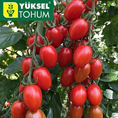 ПЕКБОЛ (142-520) F1 / PEKBOL (142-520) F1 - насіння томату черрі, Yuksel Tohum