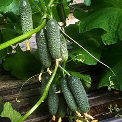 ПИКСКОР F1 / PIKSKOR F1 - семена огурца, Nunhems