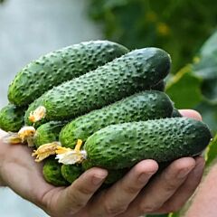 ПИКСКОР F1 / PIKSKOR F1 - семена огурца, Nunhems