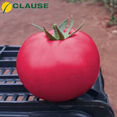 ПІНК КРИСТАЛ F1 / PINK CRYSTAL F1 - насіння індетермінантного томату, Clause