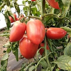 ПИНК КРОС (ЛС 09/46) F1 / PINK KROS (LS 09/46) F1 - семена томата (помидора), LibraSeeds