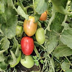 ПИНК КРОС (ЛС 09/46) F1 / PINK KROS (LS 09/46) F1 - семена томата (помидора), LibraSeeds