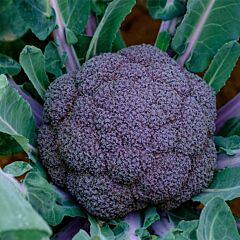 ПЬОРПЛ МЕДЖИК F1 / PORPL MEDZHIK F1 - семена капусты броколли, Sakata