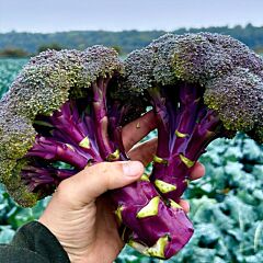 ПЬОРПЛ МЕДЖИК F1 / PORPL MEDZHIK F1 - семена капусты броколли, Sakata