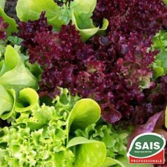 ПРІМАВЕРА / PRIMAVERA - насіння салату, Sais