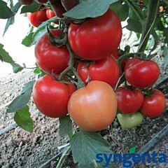 Т-97082 (КВАЛИТЕТ F1) / Т-97082 (QUALITET F1) - семена полудетерминантного томата, Syngenta