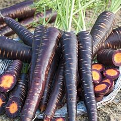 ПУРПЛ ЕЛИТ F1 / PURPL ELIT F1 - семена моркови, Nunhems