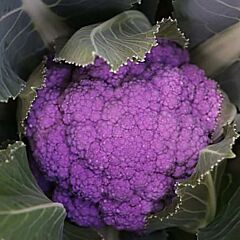 ПУРПУРИНА F1 / PURPURINA F1 - семена капусты броколли, Sakata