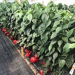 РЕД ДИР F1 / RED DIR F1 - семена перца, Clause