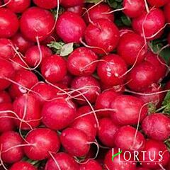 ЧЕРВОНИЙ ГІГАНТ / RED GIANT - насіння редису, Hortus