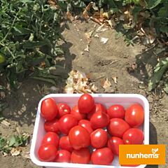 РЕД СКАЙ F1 / RED SKY F1 - семена томата (помидора), Nunhems