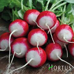ЧЕРВОНА З БІЛИМ КІНЧИКОМ / RED WITH WHITE TIP - насіння редису, Hortus