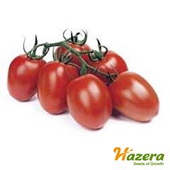 РЕВА F1 / REVA F1 - семена томата (помидора), Hazera