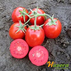 РОДИОН F1 / RODION F1 - семена томата (помидора), Hazera