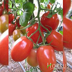РОМА / ROMA - семена томата (помидора), Hortus
