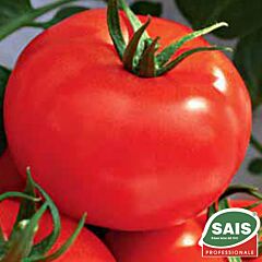 РІМ F1 / ROME F1 - насіння томата (помідора), Sais