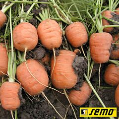 РОНДО / RONDO - семена моркови, Semo