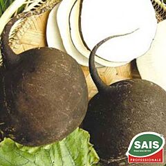 КРУГЛАЯ ЧЕРНАЯ / ROUND BLACK - семена редьки, Sais