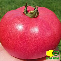 РОЗАЛБА F1 (ТЛ 12774) / ROZALBA F1 (TL 12774) - семена томата (помидора), Esasem