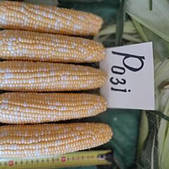 РОЗИ F1 / ROZI F1 - семена сахарной кукурузы, Clause