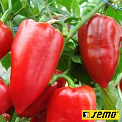 РУБИНОВА / RUBINOVA - семена перца, Semo