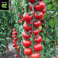 САКУРА F1 / SAKURA F1 - насіння індетермінантного томату, Enza Zaden