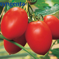 САНМІНО F1 / SANMINO F1 - насіння детермінантного томату, Syngenta