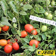 СЕМАЛЕЙТ F1 / SEMALATE F1 - семена томата (помидора), Semo