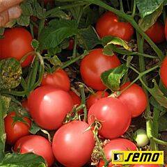 СЕМАЛУС F1 / SEMALUS F1 - семена томата (помидора), Semo