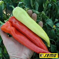 СЕМАРОГ / SEMAROG - семена перца, Semo