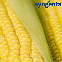 ШАЙНРОК F1 / SHINEROCK F1 - насіння цукрової кукурудзи, Syngenta