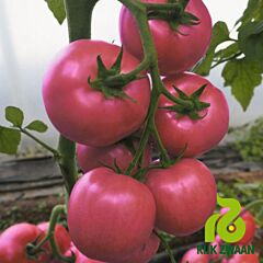 СИБЕРИТЕ 916 F1 / SIBERITE 916 F1 - семена томата (помидора), Rijk Zwaan
