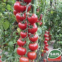 СИБИЛЛА F1 / SIBILLA F1 - семена томата (помидора), Sais