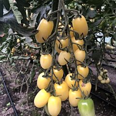 СМАРТ F1 / SMART F1 - семена томата (помидора), Spark Seeds