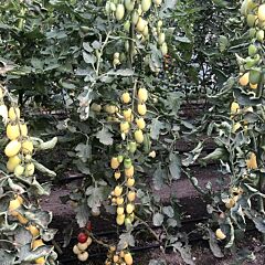 СМАРТ F1 / SMART F1 - семена томата (помидора), Spark Seeds