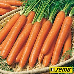 СМИРНА (НАНТЕС) / SMIRNA (NANTES) - семена моркови, Semo