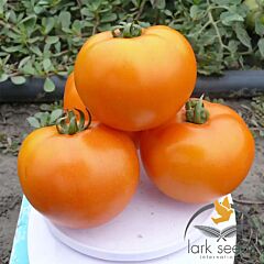 СОЛІДО F1 / SOLIDO F1 - насіння томата (помідора), Lark Seeds