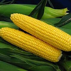 СПИРИТ F1 / SPIRIT F1 - семена сахарной кукурузы, Syngenta