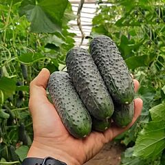 СТЕНТОР F1 / STENTOR F1 - семена огурца, Nunhems