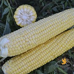 СТРАЙК (1525) F1 / STRIKE F1 - семена сахарной кукурузы, Lark Seeds