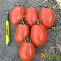 СУРИЯ F1 / SURIIA F1 - семена томата (помидора), Hazera