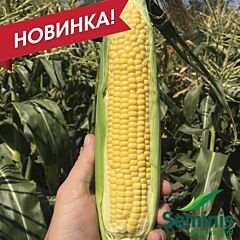 СВ 1446 F1 / SV 1446 F1 - насіння цукрової кукурудзи, Seminis
