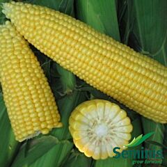 СВ 1514 F1 / SV 1514 F1 - насіння цукрової кукурудзи, Seminis
