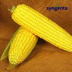 СВІТСТАР F1 / SWEETSTAR F1 - насіння цукрової кукурудзи, Syngenta