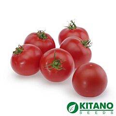 ТАЙЛЕР F1 / TAILER F1 - насіння томата (помідора), Kitano Seeds