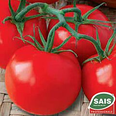 ТАЙП F1 / TIPE F1 - семена томата (помидора), Sais