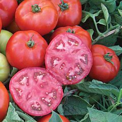 МАРМАРА F1 / MARMARA F1 - насіння детермінантного томату, Yuksel Tohum