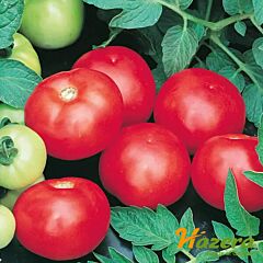 ТОПКАПІ F1 / TOPKAPI F1 - насіння томата (помідора), Hazera
