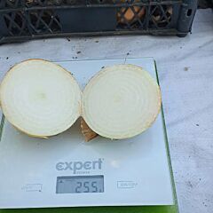 ТОРУС F1 / TORUS F1 - семена лука, Sakata